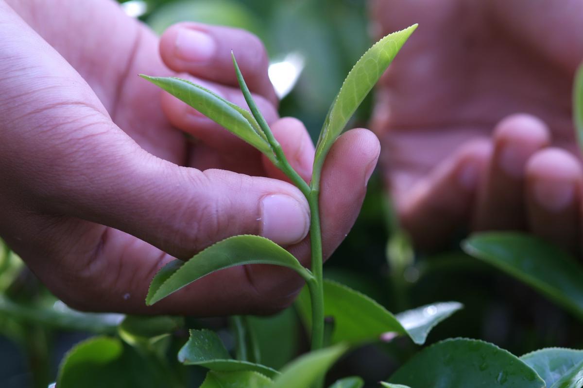 Hand picking just the two leaves and the bud.